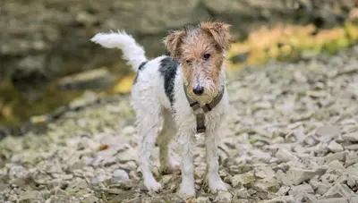 Wire Fox Terrier